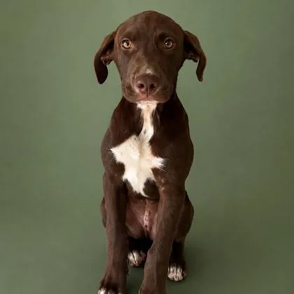 A young medium-sized male Labrador Retriever dog named Kiwi Months Male for adoption in Sterling, MA