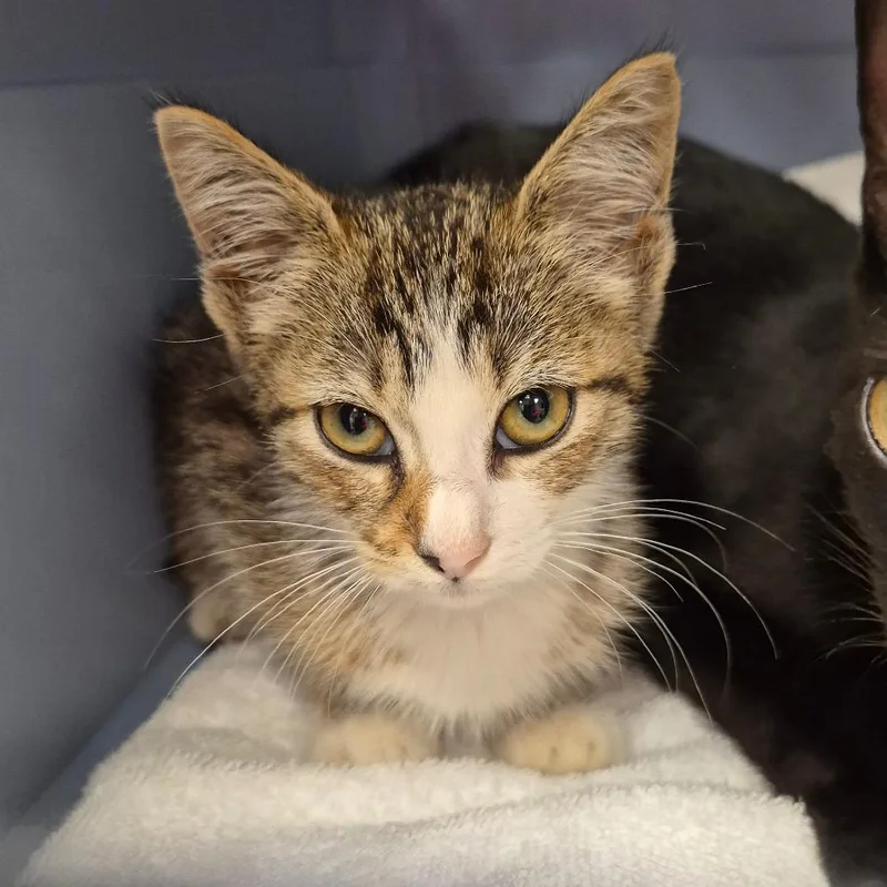 A baby small-sized female Brown / Chocolate Domestic Short Hair cat named Cricket for adoption in Chattanooga, TN