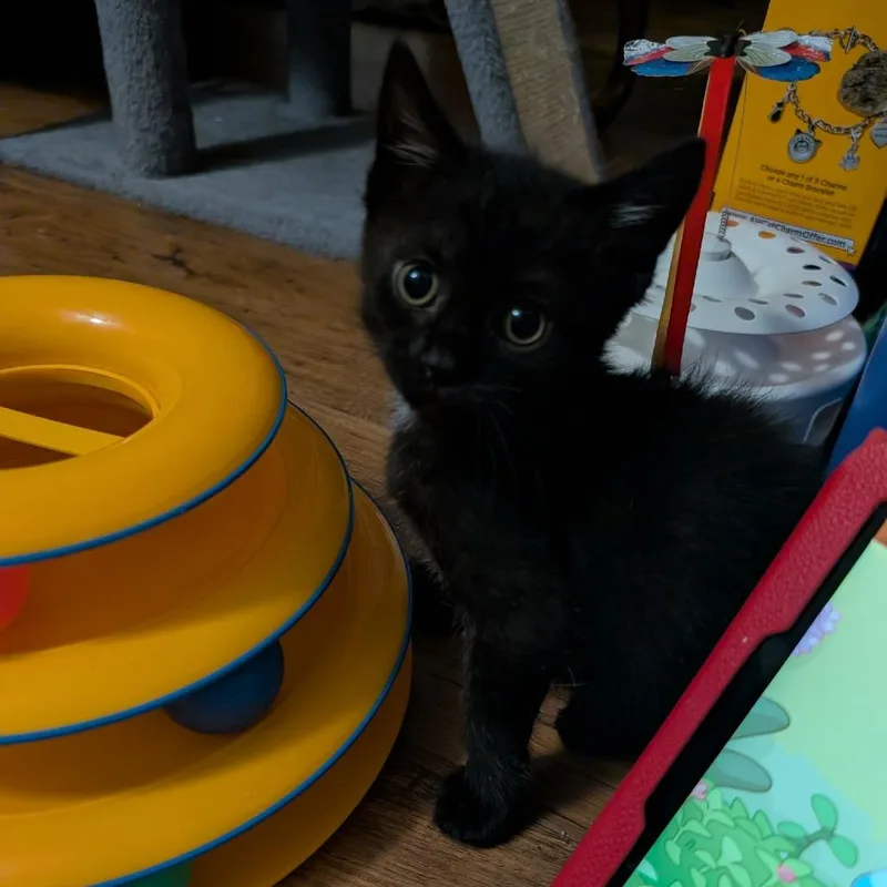 A baby small-sized female Gray / Blue / Silver Domestic Short Hair cat named Jan for adoption in Waldorf, MD