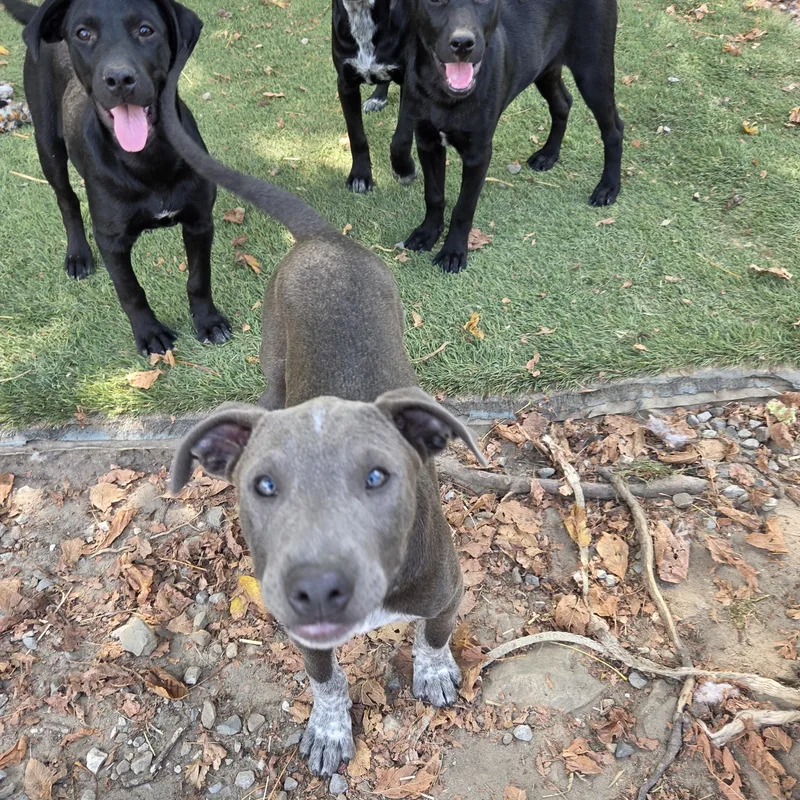 A baby medium-sized male Australian Cattle Dog / Blue Heeler dog named Smoke Success for adoption in Andover, MA