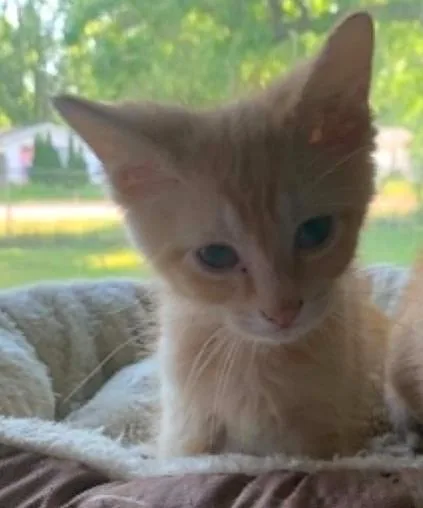 A baby medium-sized male Orange / Red Domestic Short Hair cat named Mayhem for adoption in Battle Creek, MI