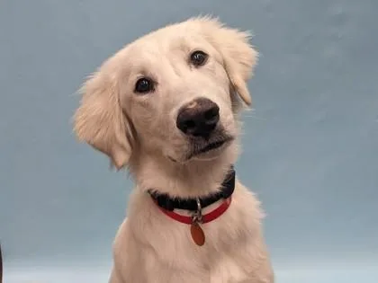 A young large-sized female Great Pyrenees dog named Stella for adoption in Golden Valley, MN