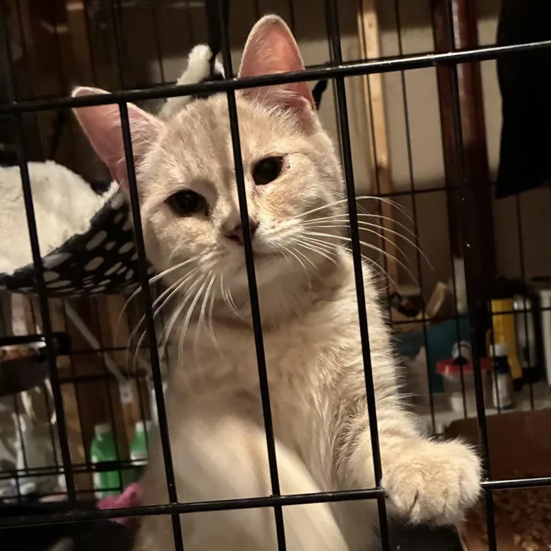 An adult small-sized female Orange / Red Domestic Short Hair cat named Pocono for adoption in Inwood, WV