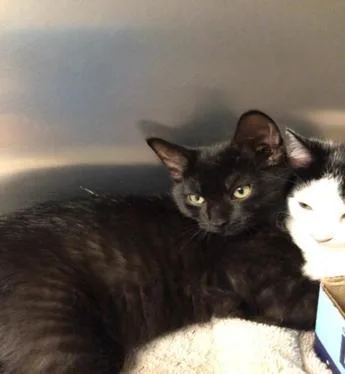 A baby medium-sized female Domestic Short Hair cat named Star for adoption in Elmira, NY