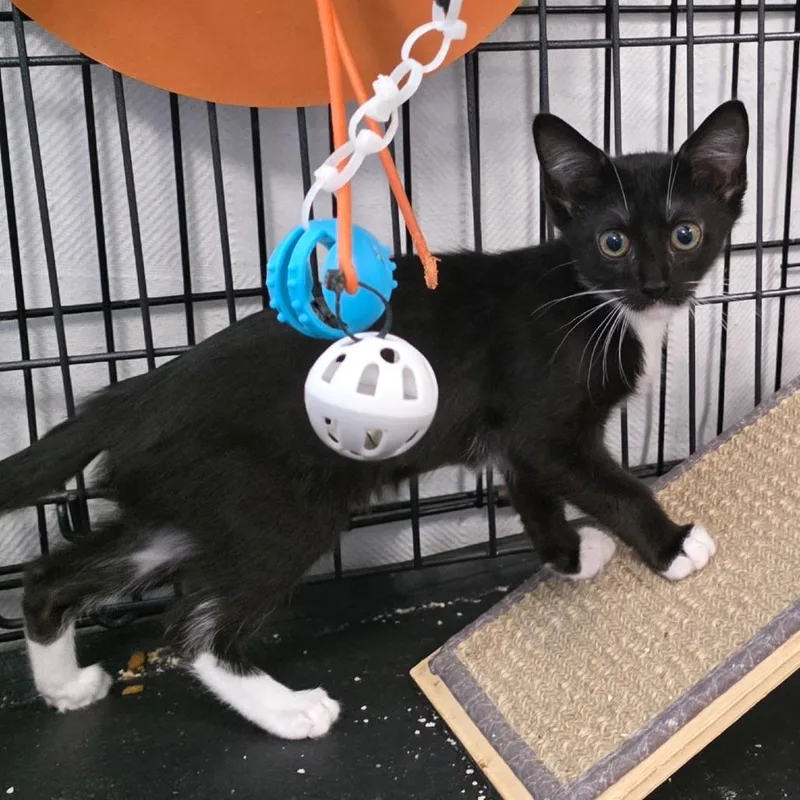 A baby small-sized female Black Domestic Medium Hair cat named Nikita C for adoption in Lebanon, TN