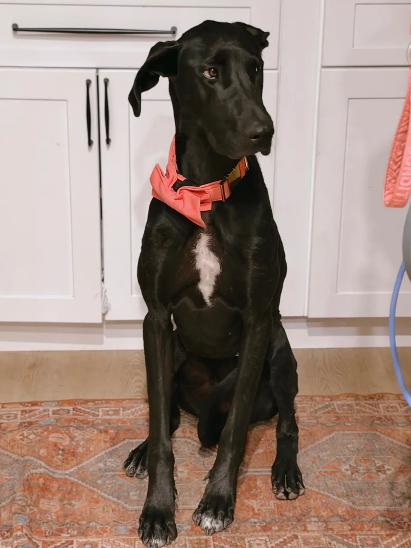 A baby large-sized male Black Great Dane dog named Skittles for adoption in Long Beach, CA