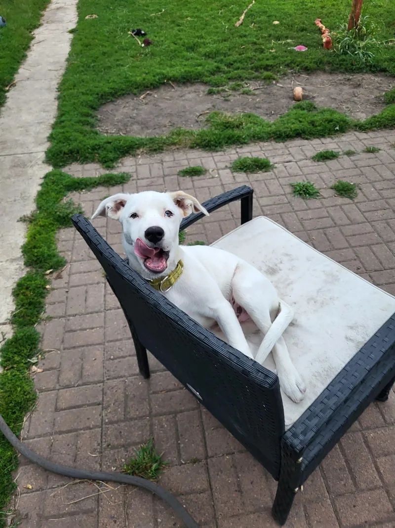 A young medium-sized male White / Cream Pit Bull Terrier dog named Blanco for adoption in Minneapolis, MN