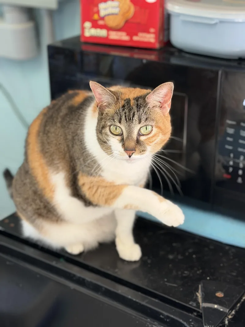 An adult medium-sized female Domestic Short Hair cat named Gia for adoption in Warren, OH