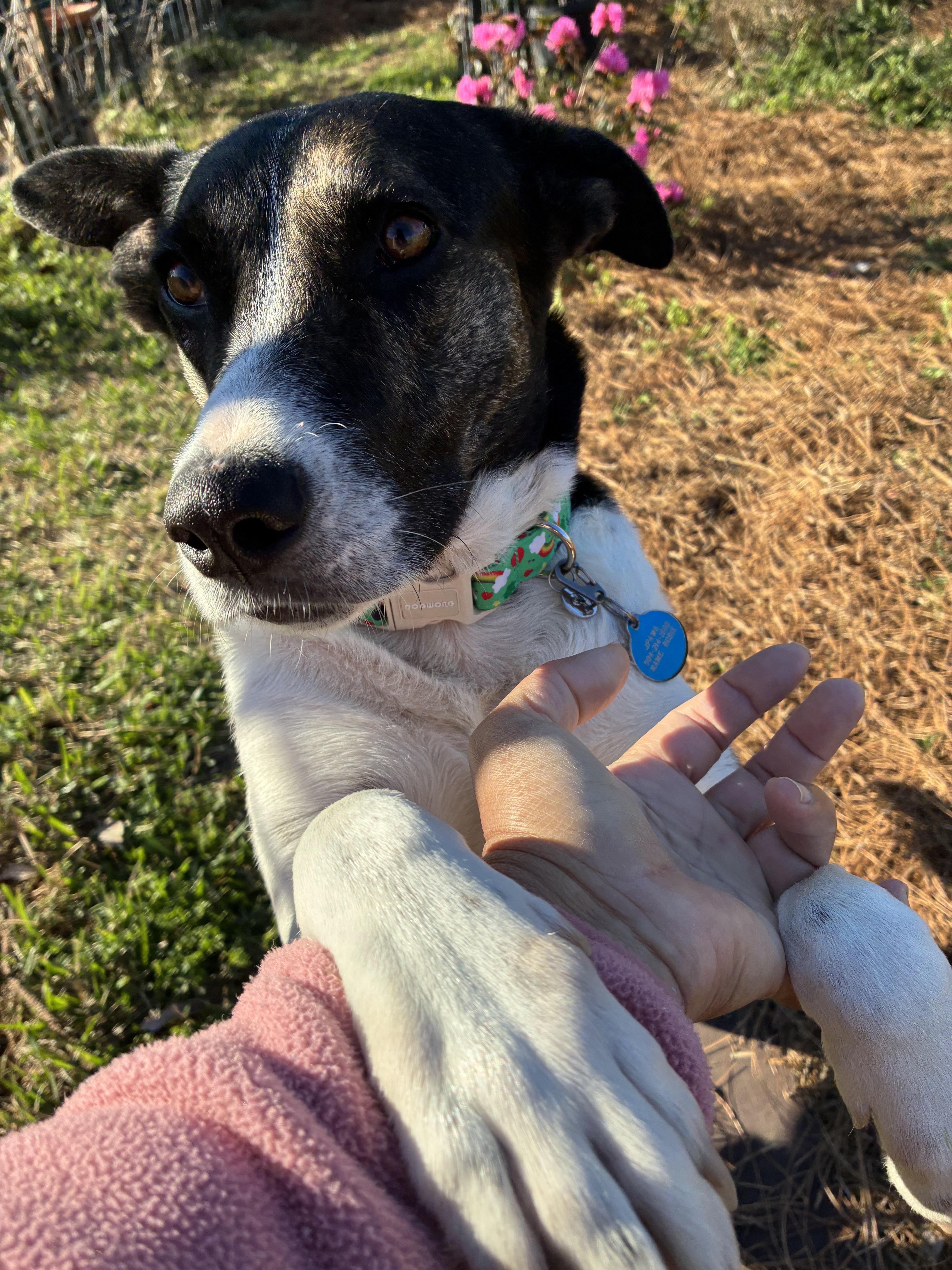 An adult medium-sized female Brindle Border Collie dog named Maggie at Jefferson Feed for adoption in Jefferson, LA
