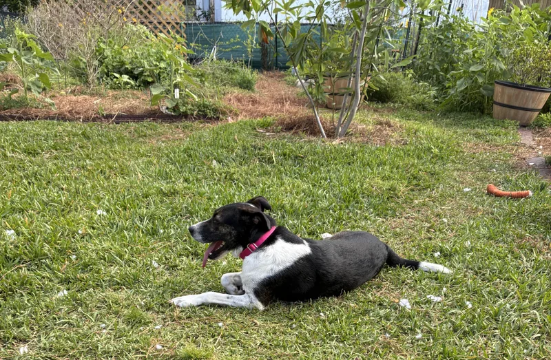 Maggie at Jefferson Feed thumbnail 4