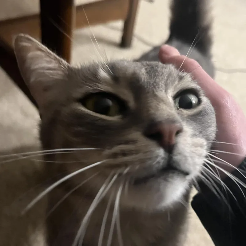 An adult large-sized male Gray / Blue / Silver Domestic Short Hair cat named Noah for adoption in San Diego, CA
