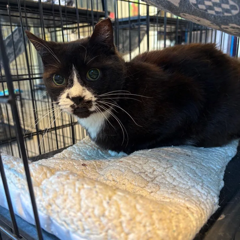 A senior large-sized female Black Domestic Short Hair cat named Starla for adoption in Huntington, WV