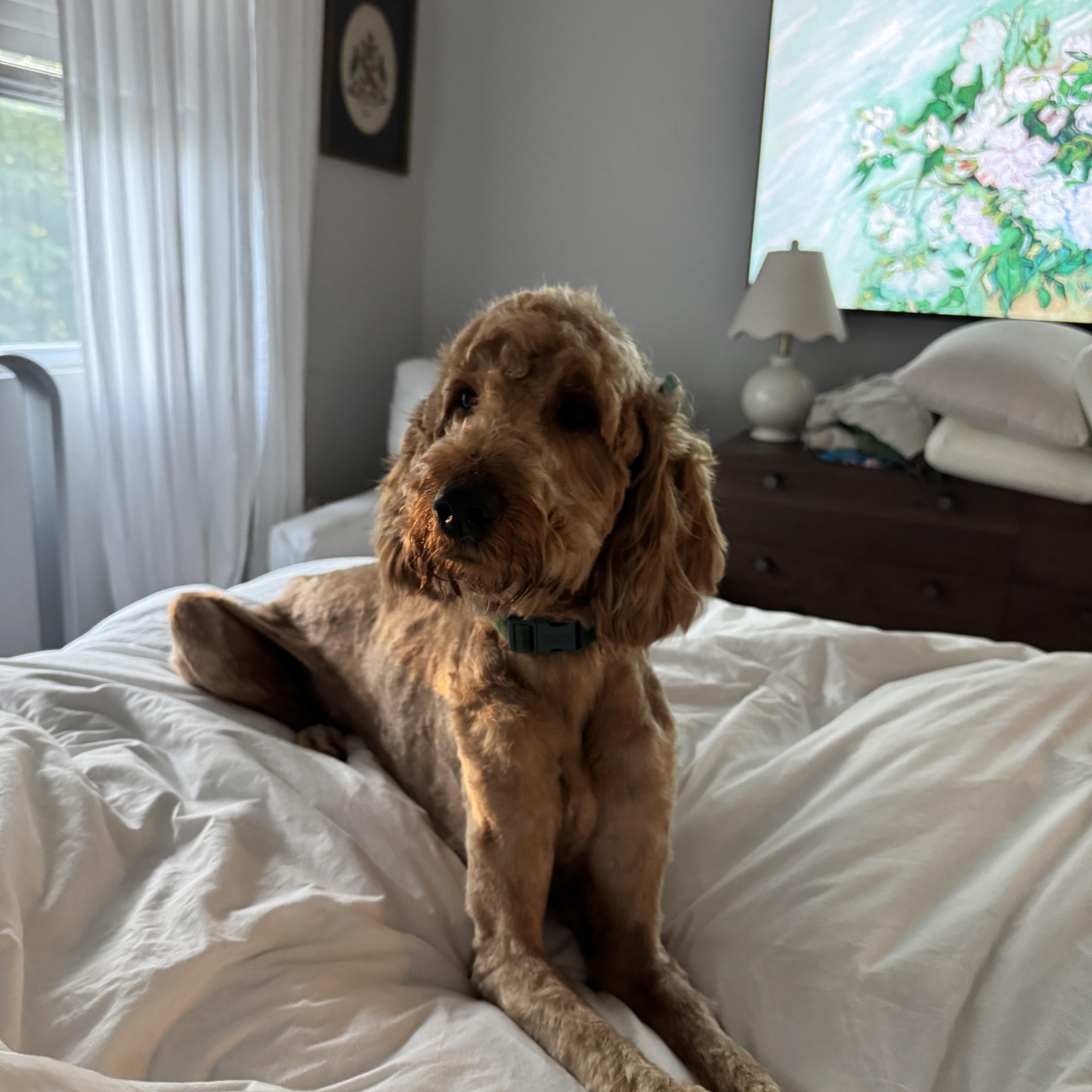 An adult medium-sized female Golden Goldendoodle dog named Honey for adoption in Spring hill, TN