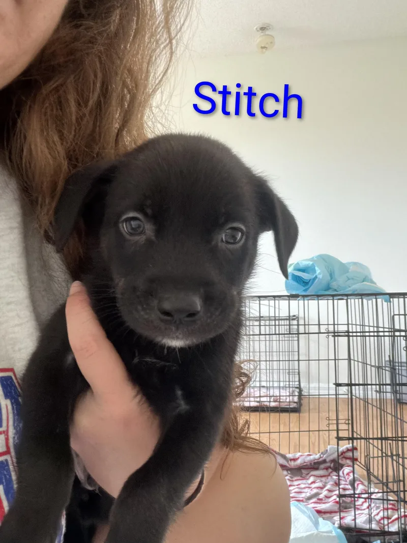 Stitch