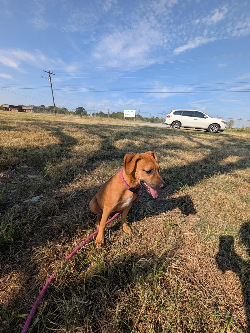 A baby small-sized female Red / Chestnut / Orange Pointer dog named Apple for adoption in Lewisburg, TN