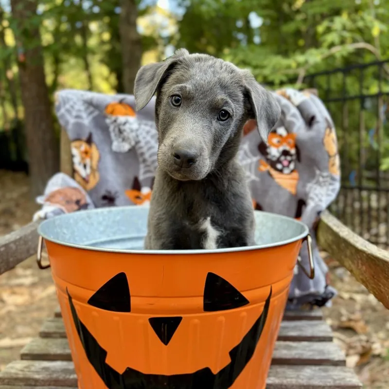 A baby small-sized male Gray / Blue / Silver Hound dog named Bagel for adoption in Wake Forest, NC
