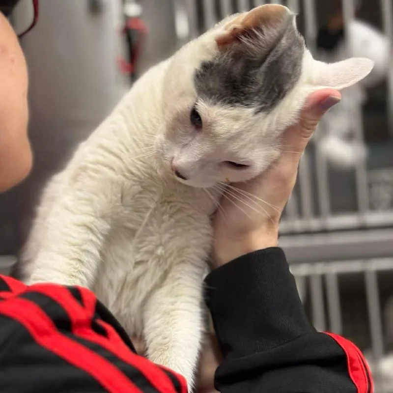 A young medium-sized male White Domestic Short Hair cat named Kane Houston for adoption in Denver, CO