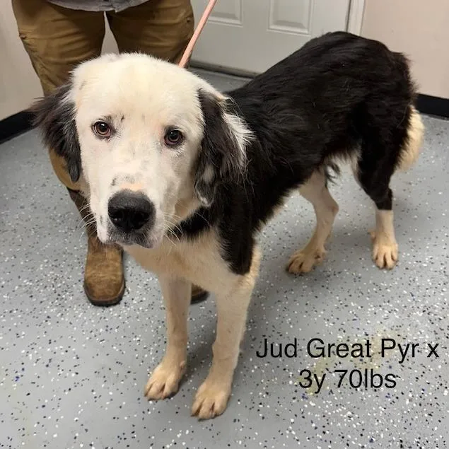 An adult large-sized male Great Pyrenees dog named CSTNStray for adoption in New Tazewell, TN