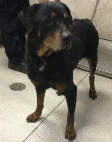 An adult large-sized male Rottweiler dog named Dozer for adoption in Riverside, CA