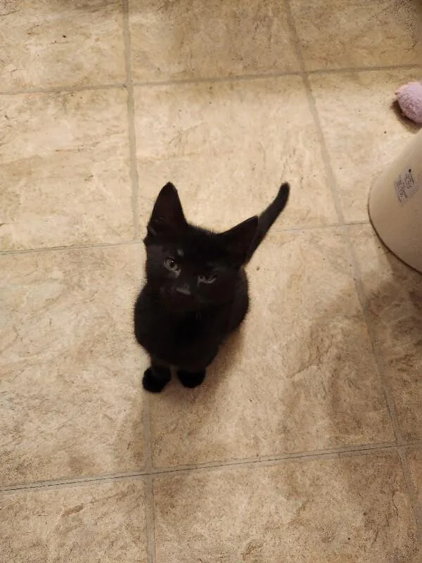 A young medium-sized male Black Domestic Short Hair cat named Casper for adoption in Fort Collins, CO