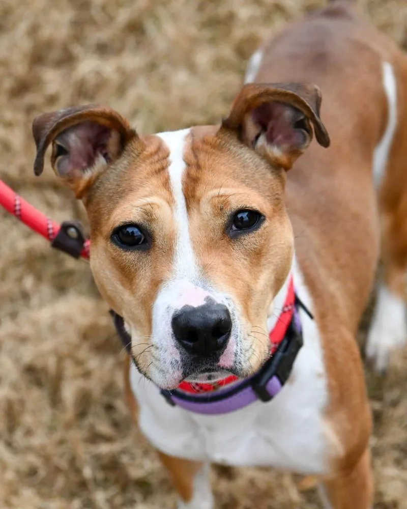 Da  Macie Moo thumbnail 3