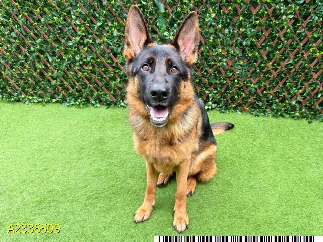An adult large-sized female Mixed Breed dog named Veruca for adoption in West Palm Beach, FL