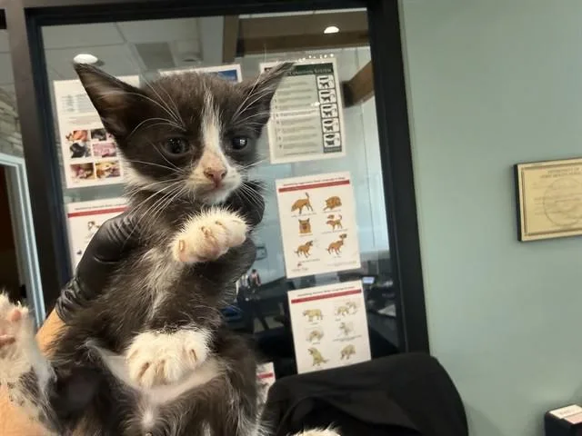 A baby small-sized male Domestic Short Hair cat named Shore for adoption in Garland, TX