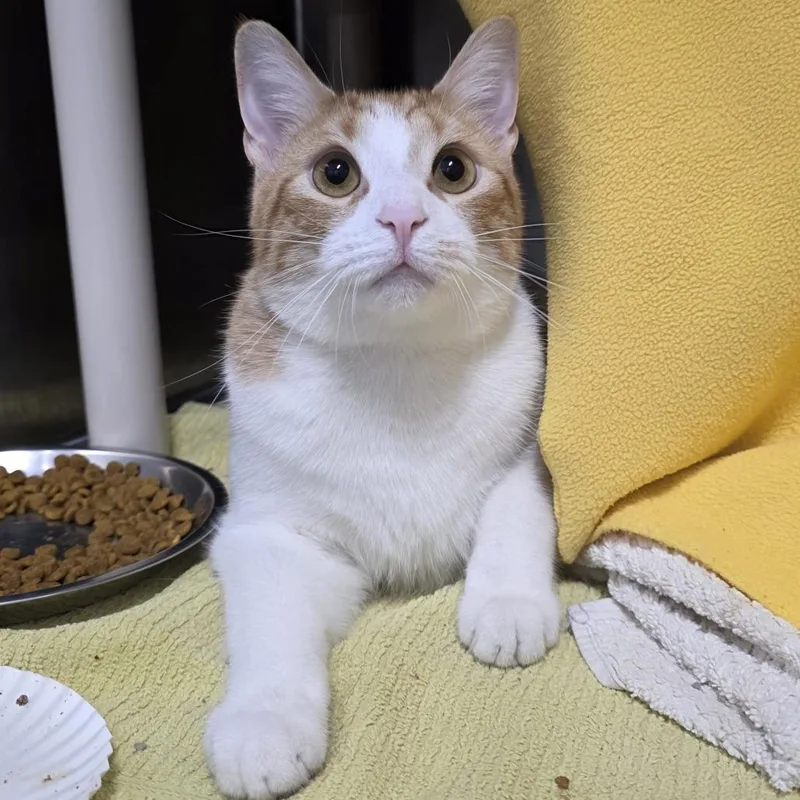 A young large-sized male Orange / Red Domestic Short Hair cat named Oliver for adoption in Fort Wayne, IN