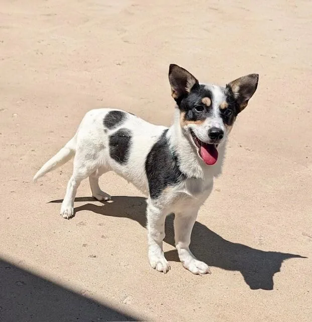 A baby medium-sized male Tricolor (Brown, Black, & White) Corgi dog named Drake for adoption in Boulder, CO