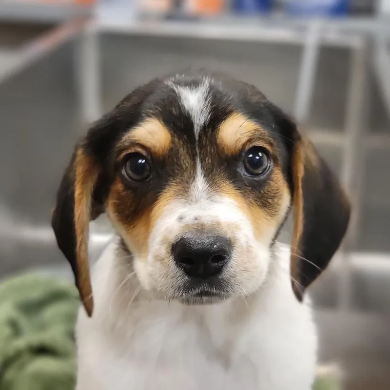 A baby medium-sized male White / Cream Mixed Breed dog named Mutt for adoption in Sarasota, FL
