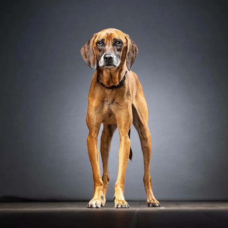 An adult medium-sized male Red / Chestnut / Orange Hound dog named Milo for adoption in Jupiter, FL