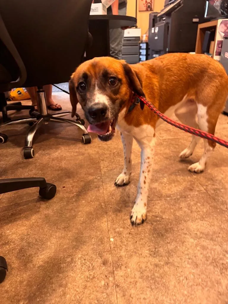A young medium-sized male Hound dog named Charlie for adoption in Pottsville, PA