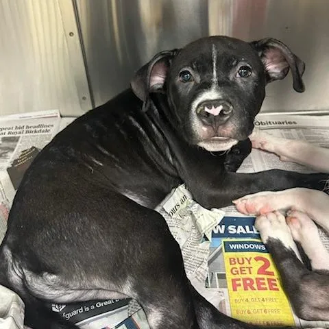 A baby medium-sized male Black Mixed Breed dog named Alvin for adoption in Knoxville, TN