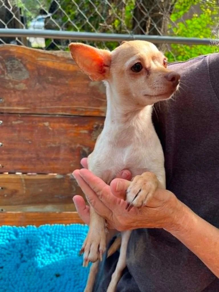 An adult small-sized female Yellow / Tan / Blond / Fawn Chihuahua dog named Habanero CO for adoption in Bryan, TX
