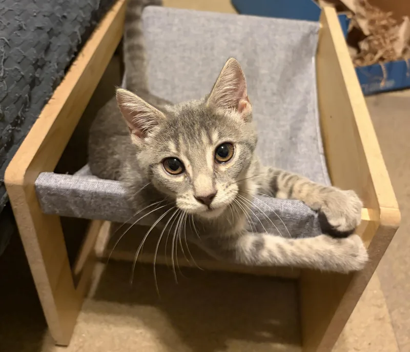 A young medium-sized female Tabby (Gray / Blue / Silver) Domestic Short Hair cat named Poppy for adoption in Pittsburgh, PA