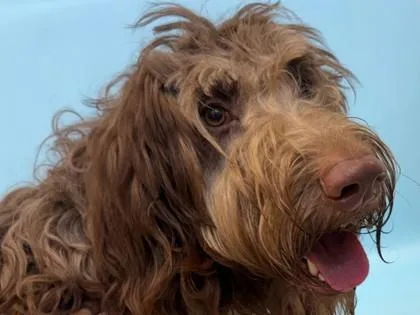 A young large-sized female Golden Retriever dog named Shyloh for adoption in Woodbury, MN