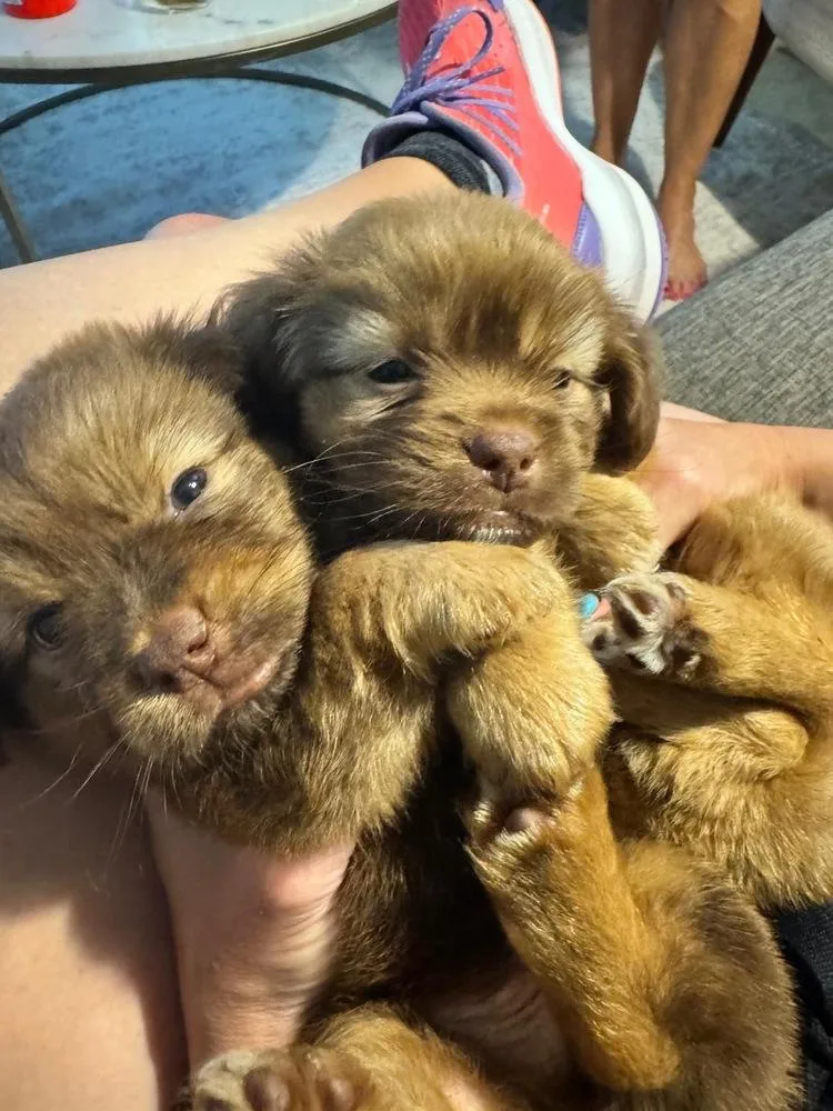 A baby small-sized female Brown / Chocolate Australian Shepherd dog named Latte for adoption in North Reading, MA