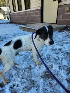 A young medium-sized male Black Beagle dog named Toad for adoption in Prudenville, MI