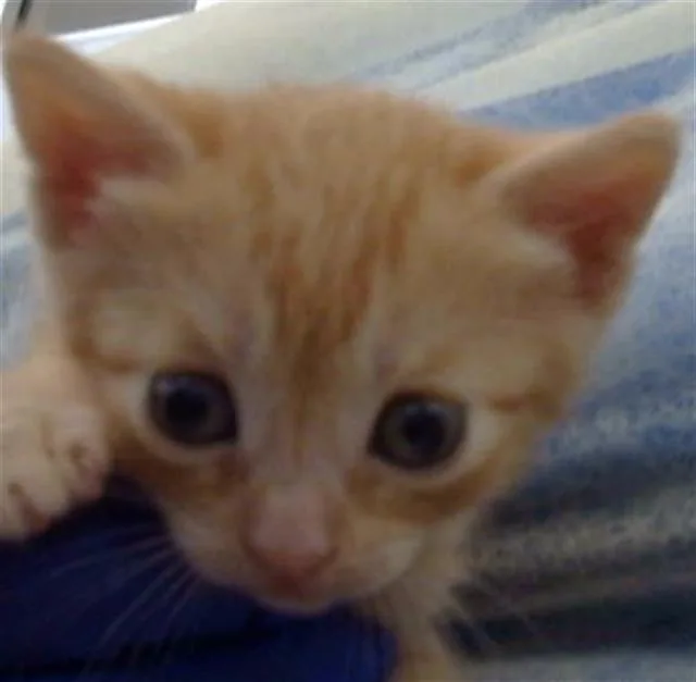 A baby medium-sized male Domestic Medium Hair cat named Cheesecake for adoption in Dallas, TX