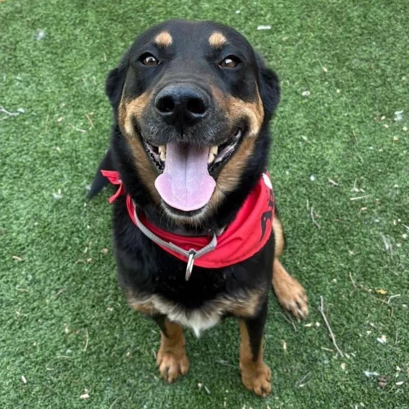 An adult medium-sized male Black Shepherd dog named Nature  Butler Campus for adoption in Flagstaff, AZ