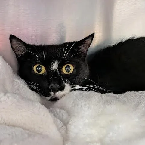 A young medium-sized female Black Domestic Short Hair cat named Dottie for adoption in Springfield, MA