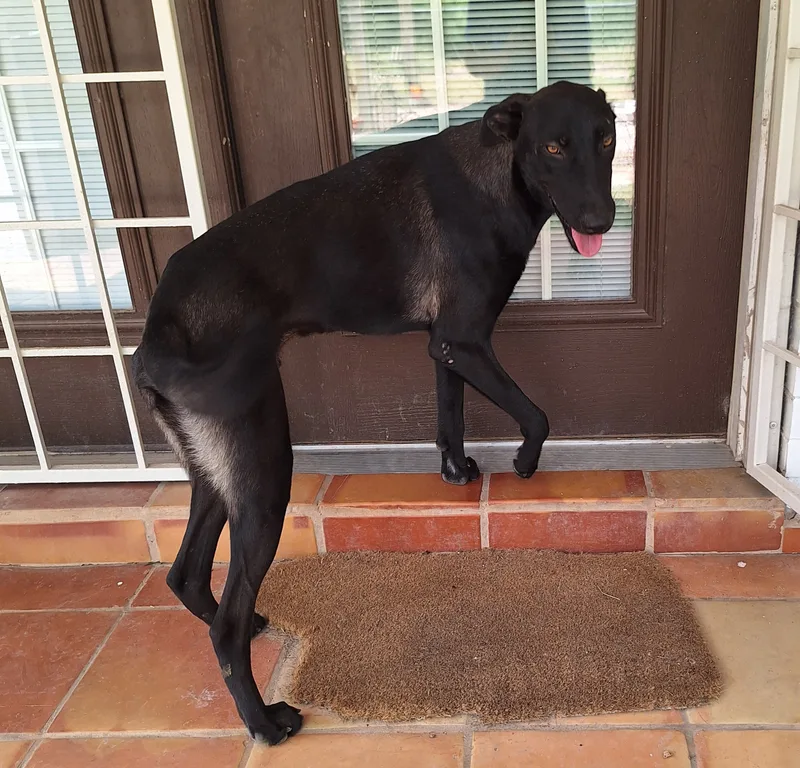 Geppetto thumbnail 2