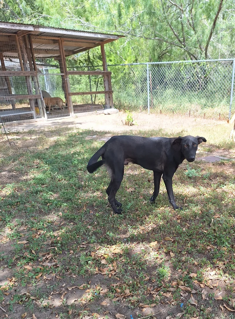 Geppetto thumbnail 3