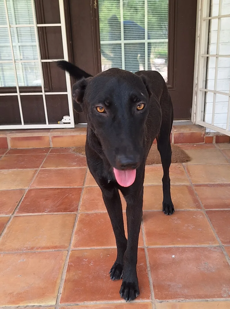 Geppetto thumbnail 4