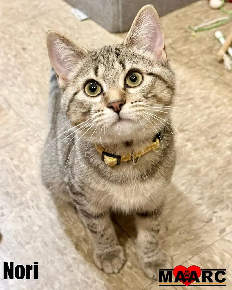 A baby medium-sized female Domestic Short Hair cat named Nori for adoption in Maryville, TN