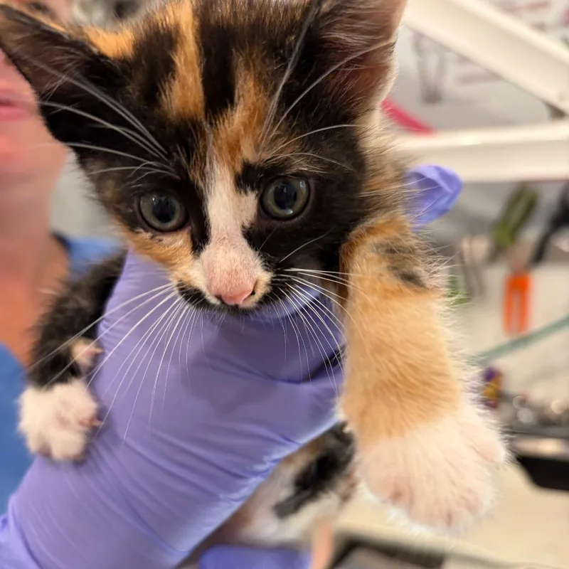 A baby small-sized female Domestic Short Hair cat named Arya_kit for adoption in Scituate, MA