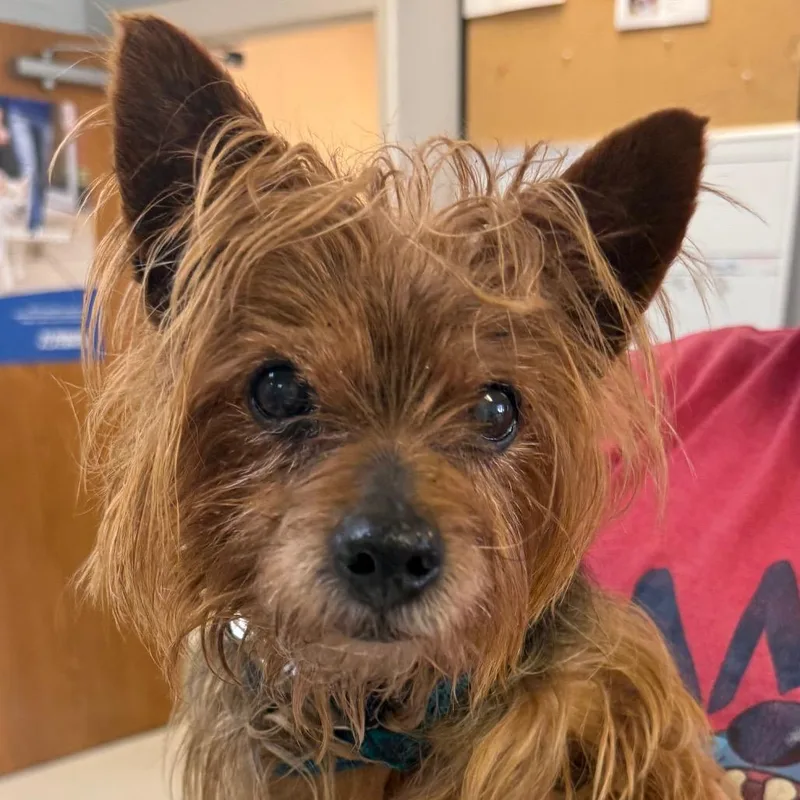 A senior small-sized male Black Yorkshire Terrier dog named Brutus for adoption in Jacksonville, AR