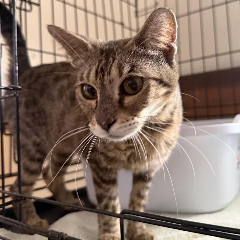 An adult medium-sized female Brown / Chocolate Domestic Short Hair cat named Aosta for adoption in Lauderhill, FL