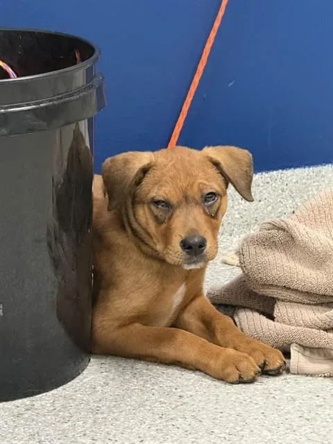 A baby small-sized male Pit Bull Terrier dog named A for adoption in Pasadena, TX