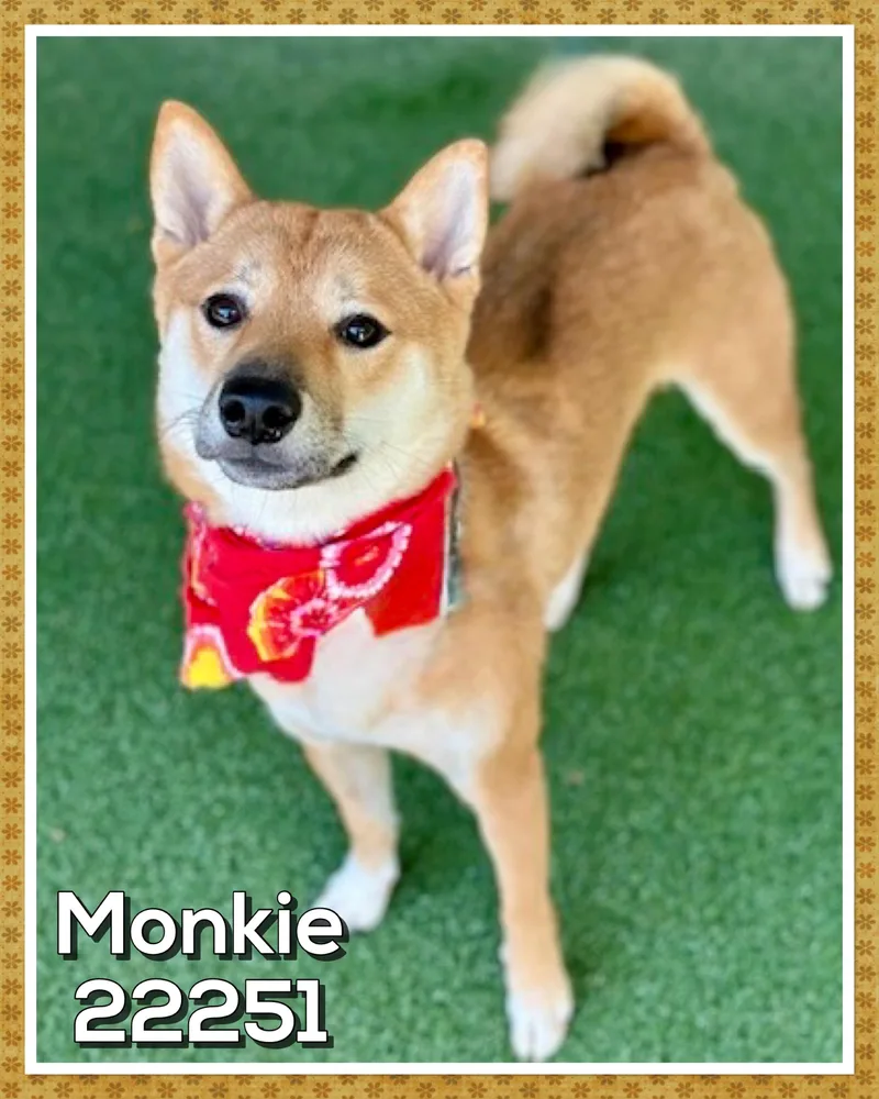 A young small-sized male Red / Chestnut / Orange Shiba Inu dog named Monkie for adoption in Marietta, GA